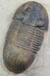 Prone, Paralejurus Trilobite - Atchana, Morocco #46333-2